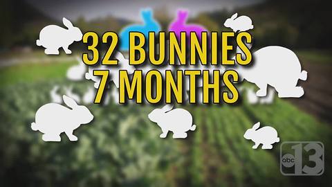 Las Vegas family needs help after bunnies multiply again and again