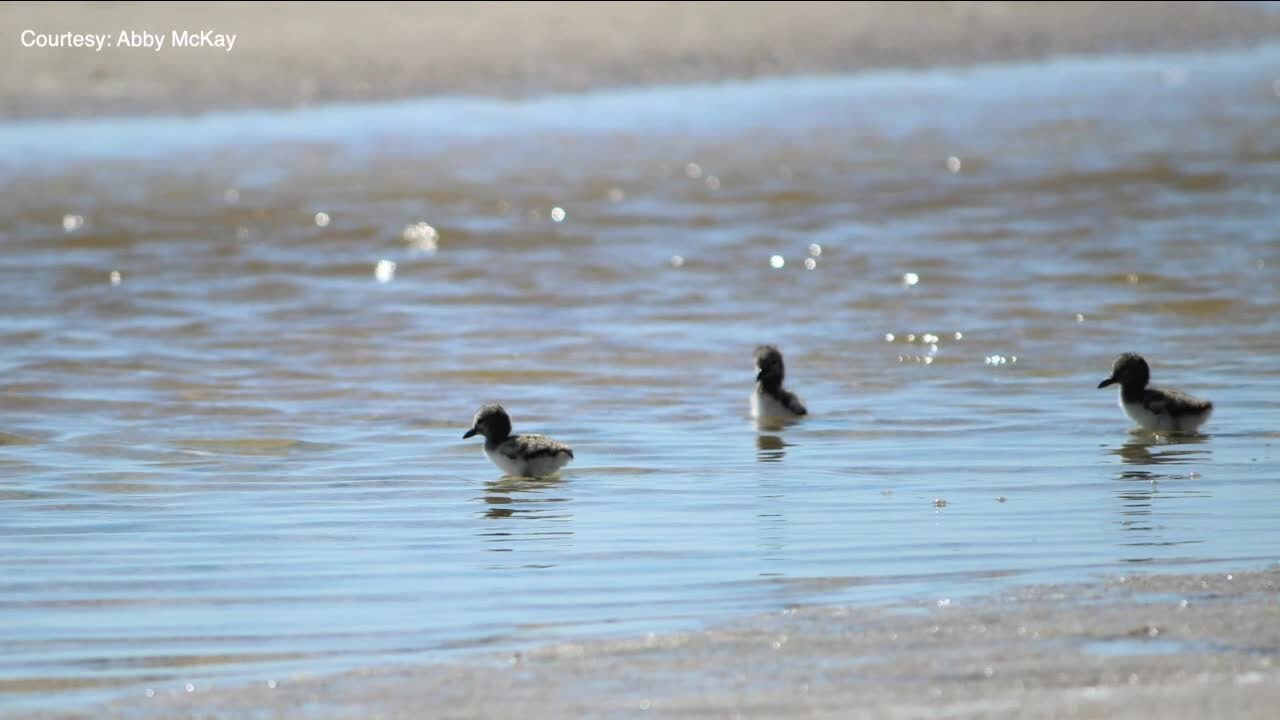 Rare discovery involving threatened species found at Fort De Soto