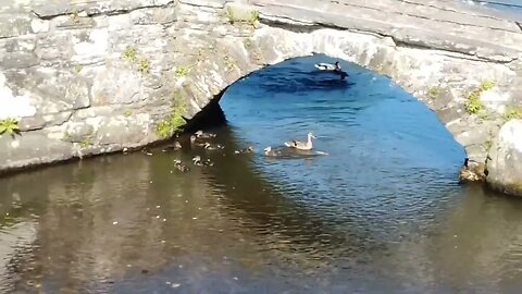 #DJI #AerialPhotography Ducks🦆