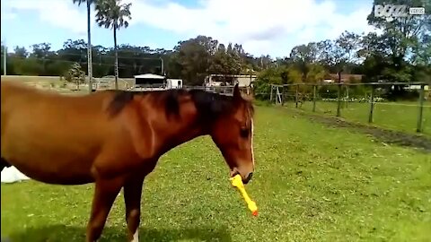 Cavalo diverte-se com galinha de borracha