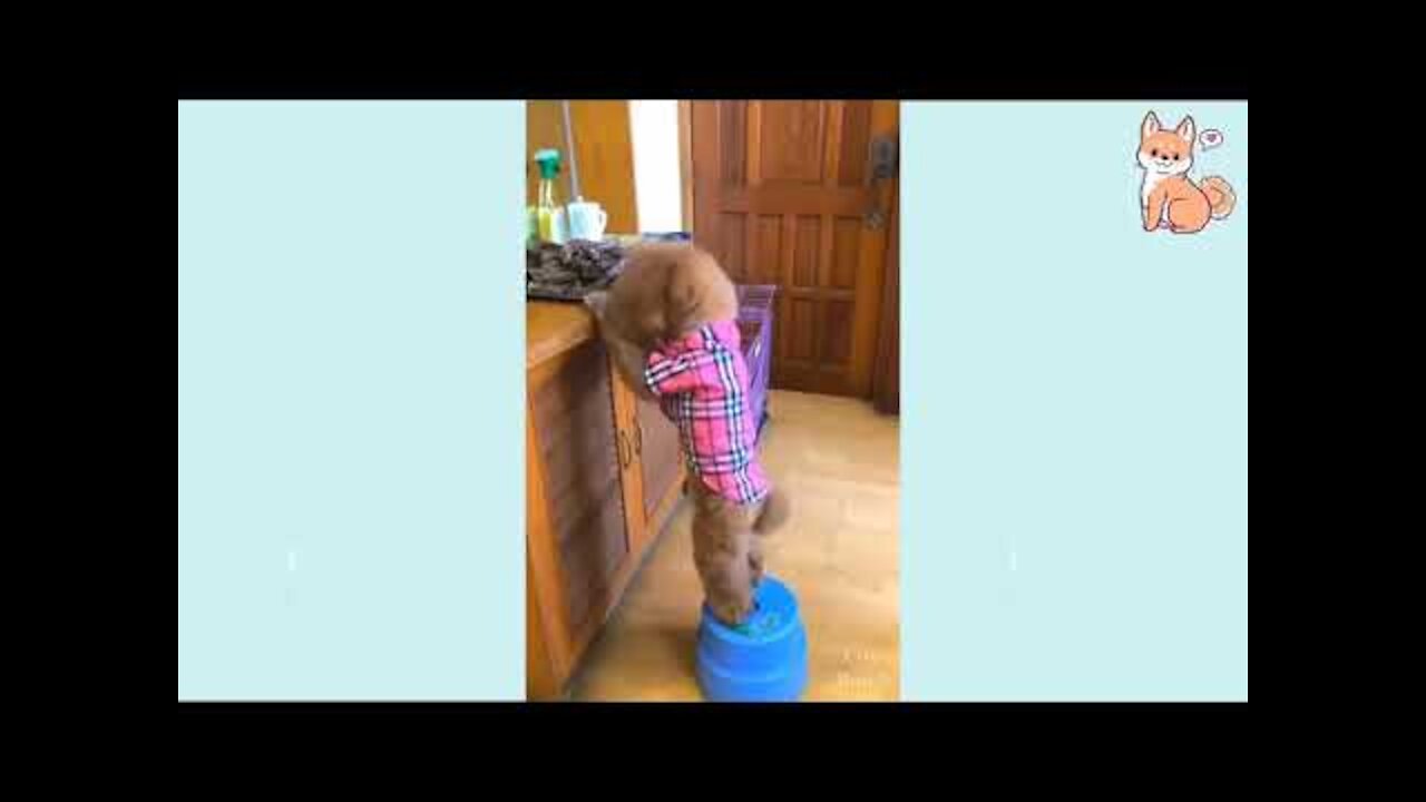 Cute Puppies 😍 Cute Funny and Smart Dogs Compilation 😍 Cute Buddy