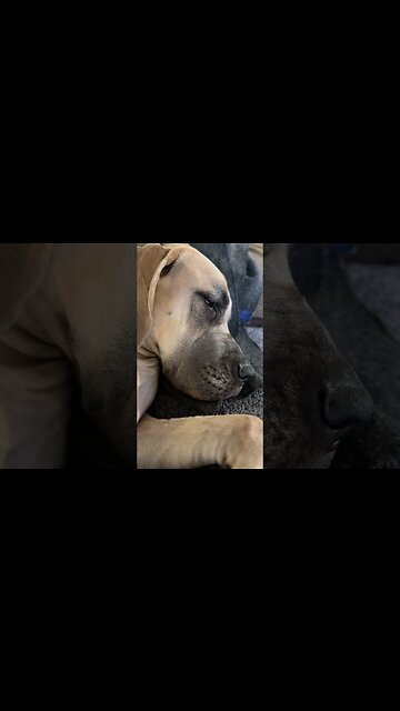 🥰😍30 seconds of calm and love😍🥰 #dogs #dog #dogshorts #puppy #funny #happy #doglover #animals