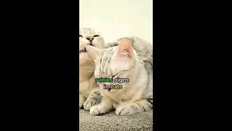 cat most funny video