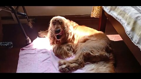 golden dog