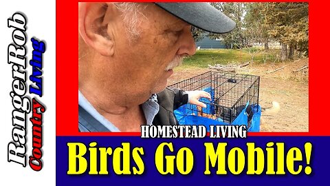 Meat Birds Go Mobile! Time To Move To The Chicken Tractor