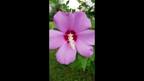 My flowers from the garden are blooming