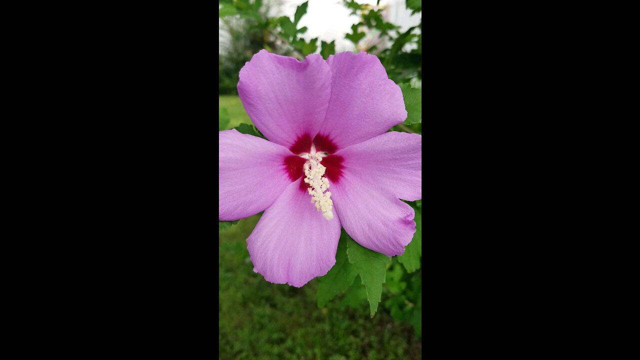 My flowers from the garden are blooming