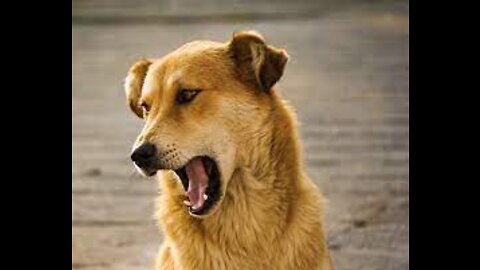 TOP 10 dog barking videos compilation | Dog barking sound - Funny dogs