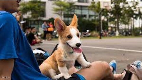 Awesome video about dogs' love for their owners