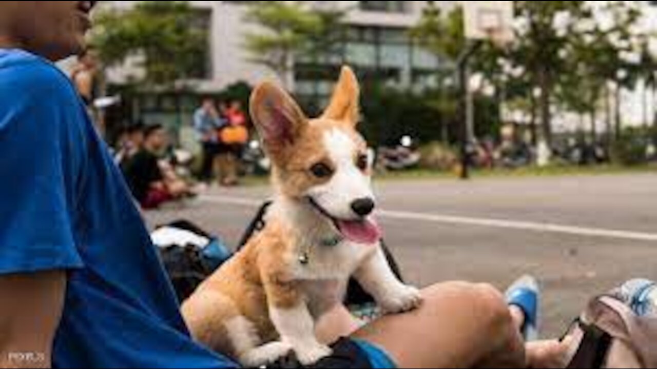 Awesome video about dogs' love for their owners