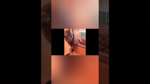 Funny And Cute Cat