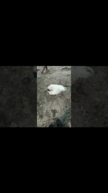 Silkie Rooster attacking my gumboot