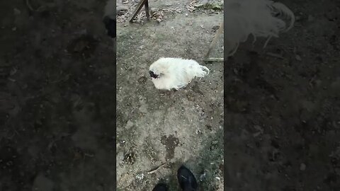 Silkie Rooster attacking my gumboot