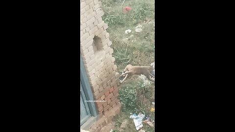 monkey🐒🐒 #funny #comedy#viral #trending #monkey #shorts #yt
