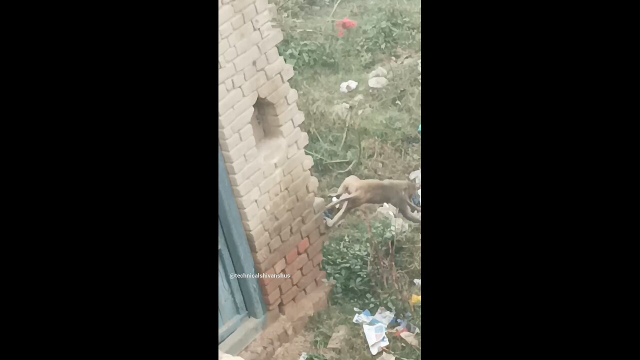 monkey🐒🐒 #funny #comedy#viral #trending #monkey #shorts #yt