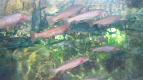 Fish in West Yellowstone