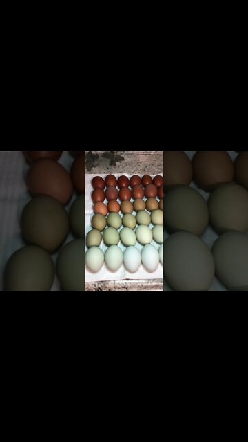 Groovy Kind Of Eggs #shorts #arkansas