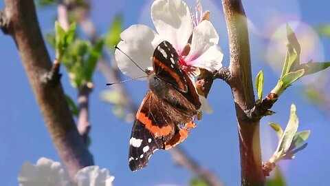 Честита Цветница!