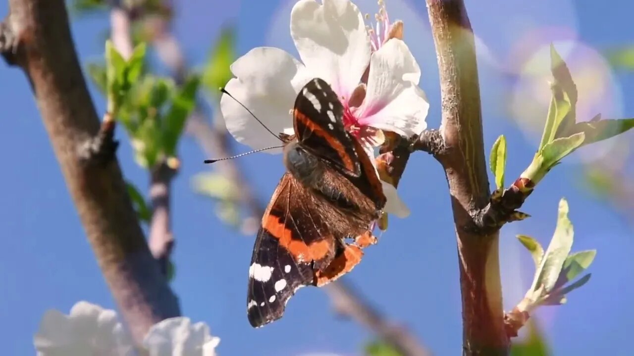 Честита Цветница!