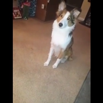 Dog makes it clear how he feels about kennel