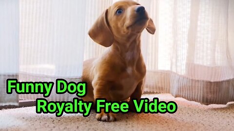 FUNNY DOG | ROYALTY FREE VIDEO NAUGHTY DOG