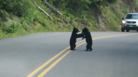 Bear Cubs Play in the Road So Cute National Park in Montana