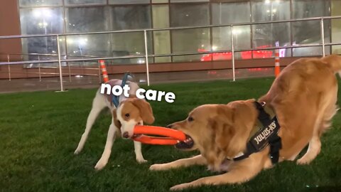 Golden Retriever doesn't want to share his toy with a Beagle