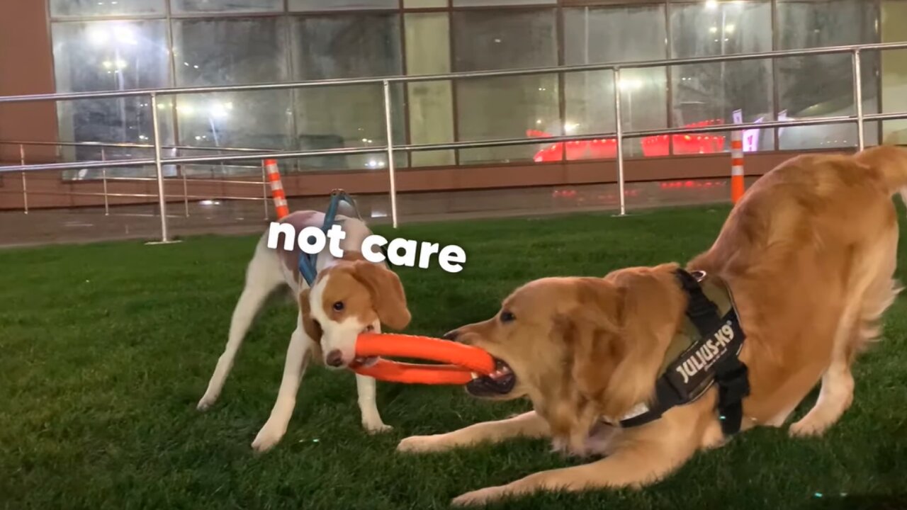 Golden Retriever doesn't want to share his toy with a Beagle