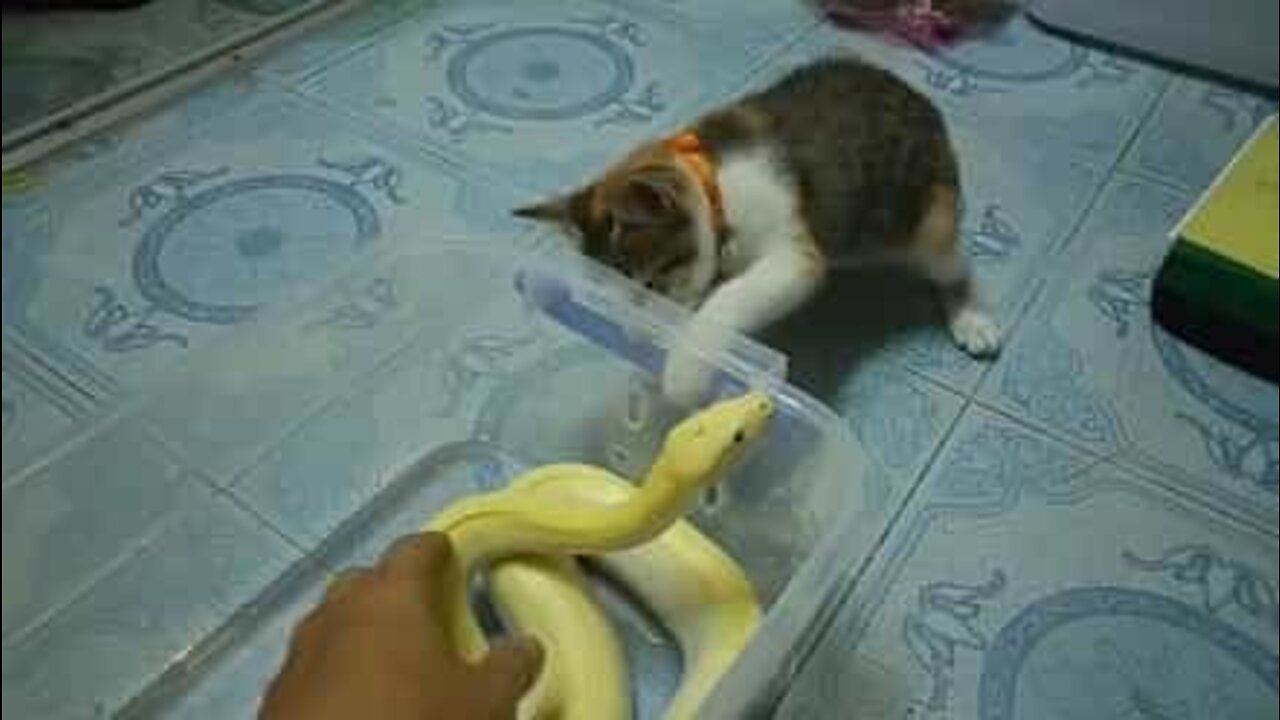 Curious cat play-fights a snake