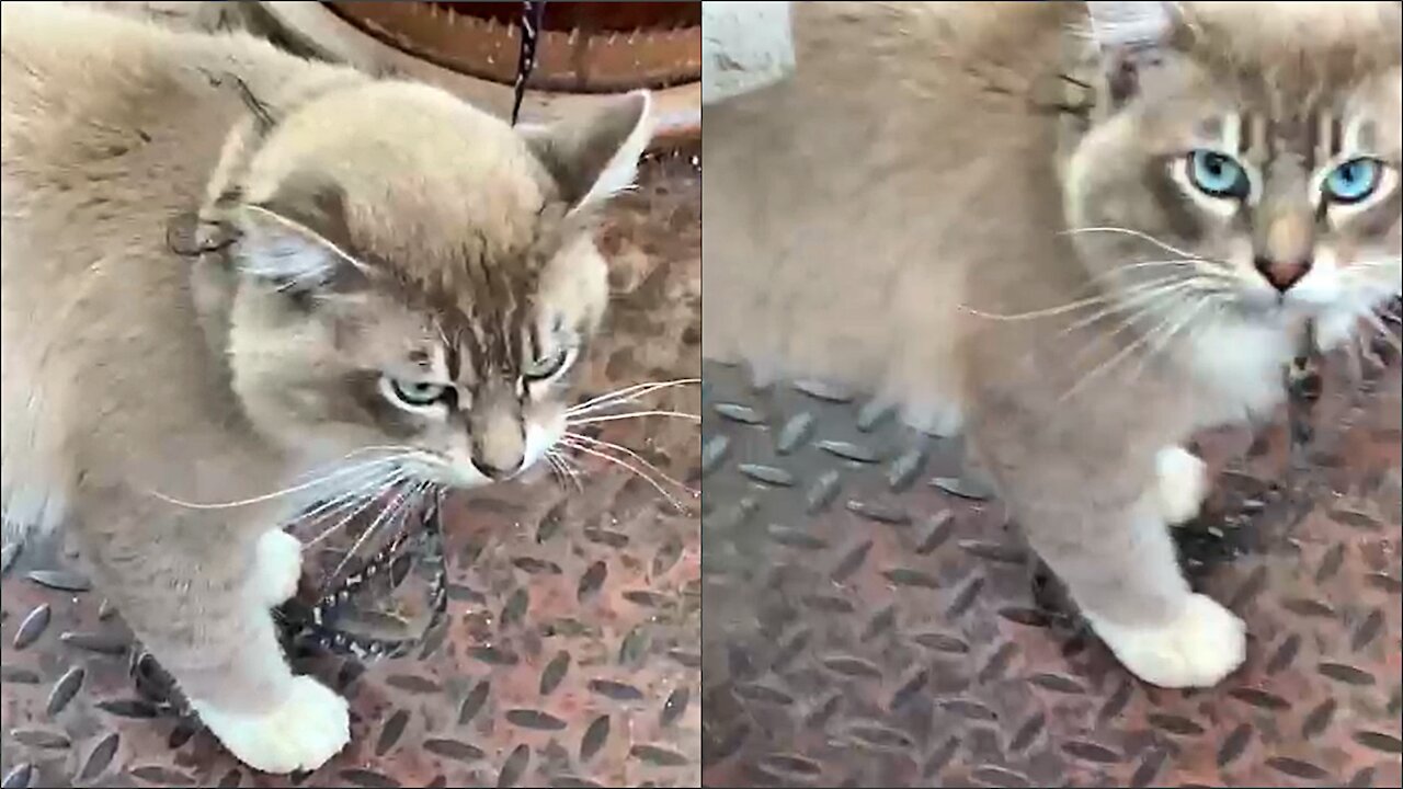 Fluffy cat meows while looking at people passing by