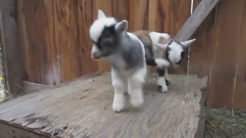 CUTE BABY GOATS | Funny Newborn Goats