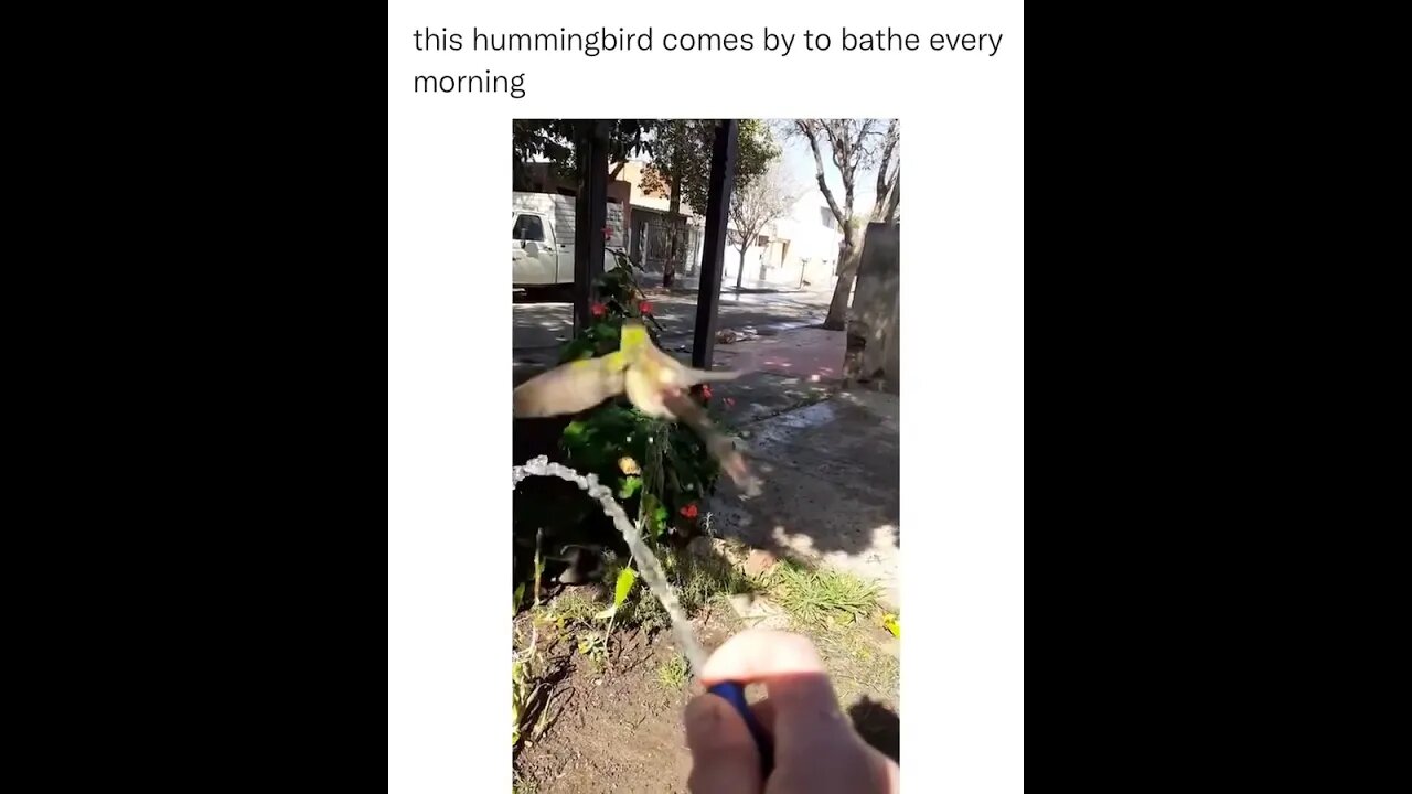 Hummingbird bathe every morning