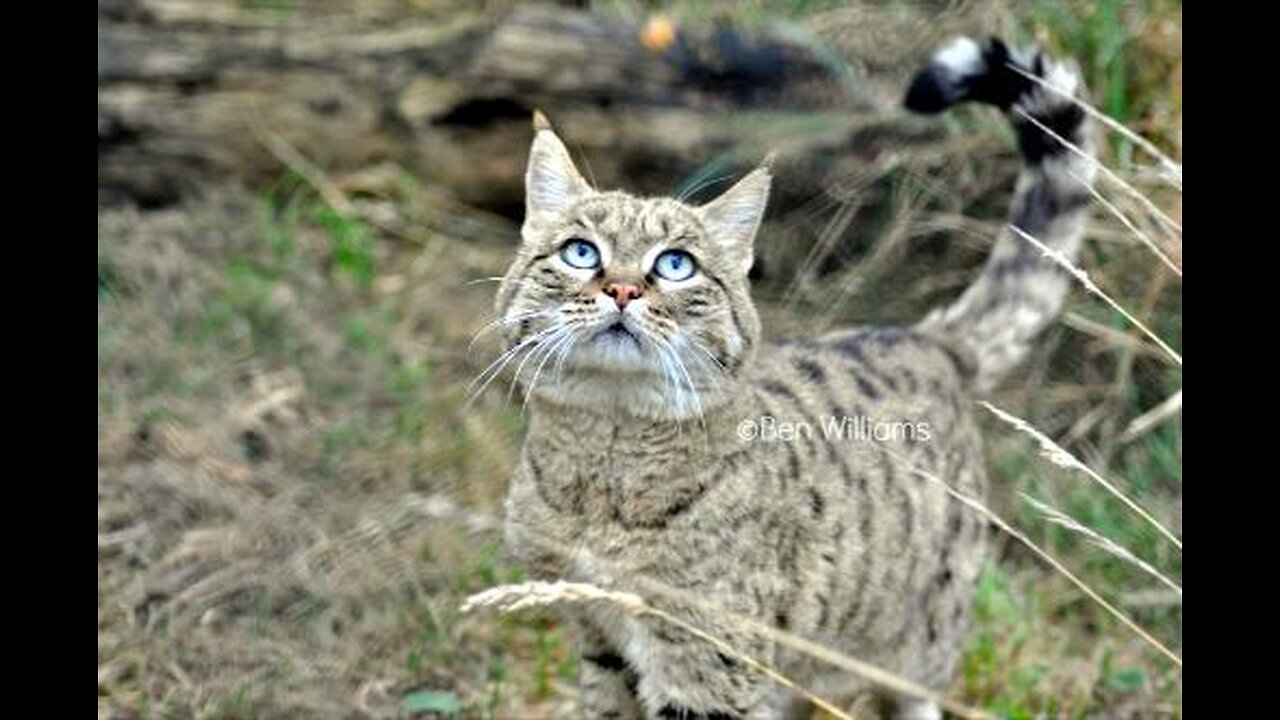 Beware the Ghost of the Jungle - Inside the Deadly Asiatic Wildcat