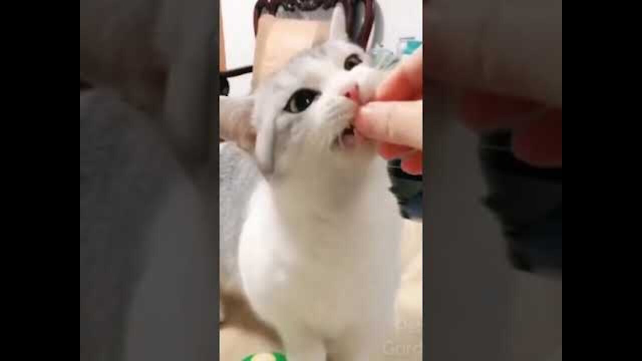 Smart cat ringing bell to be fed