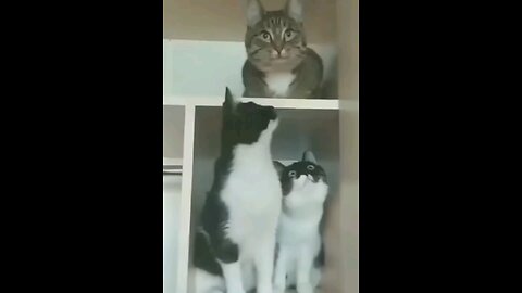 Funny cats reaction 😂😂🤣