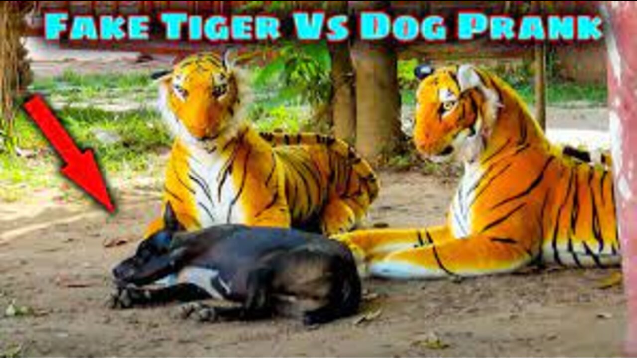 Troll Prank Dog Funny & fake Lion and Fake Tiger Prank To dog & Huge Box Prank to dog