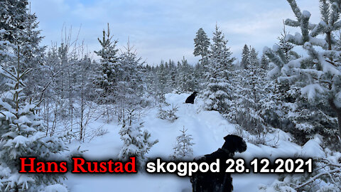 Skogpod 28. desember, 2021: Munnkurv