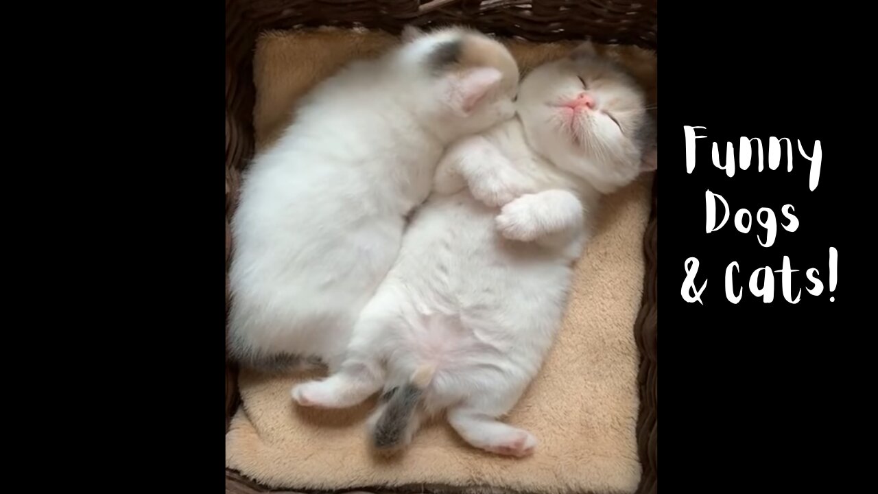 Funniest Dogs and Cats!