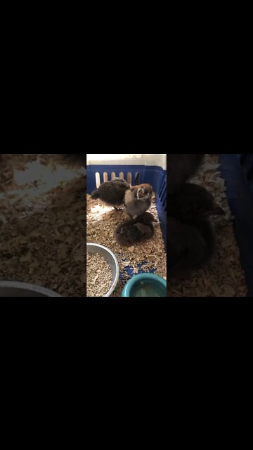 Chicks abandoned my mother