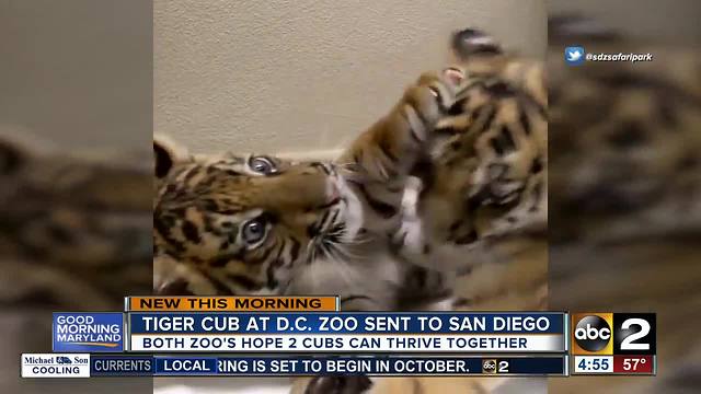 Tiger cub born at national zoo goes to San Diego