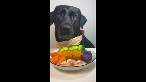 🌈 A Colorful Feast Today with My Labrador! 🐶😍