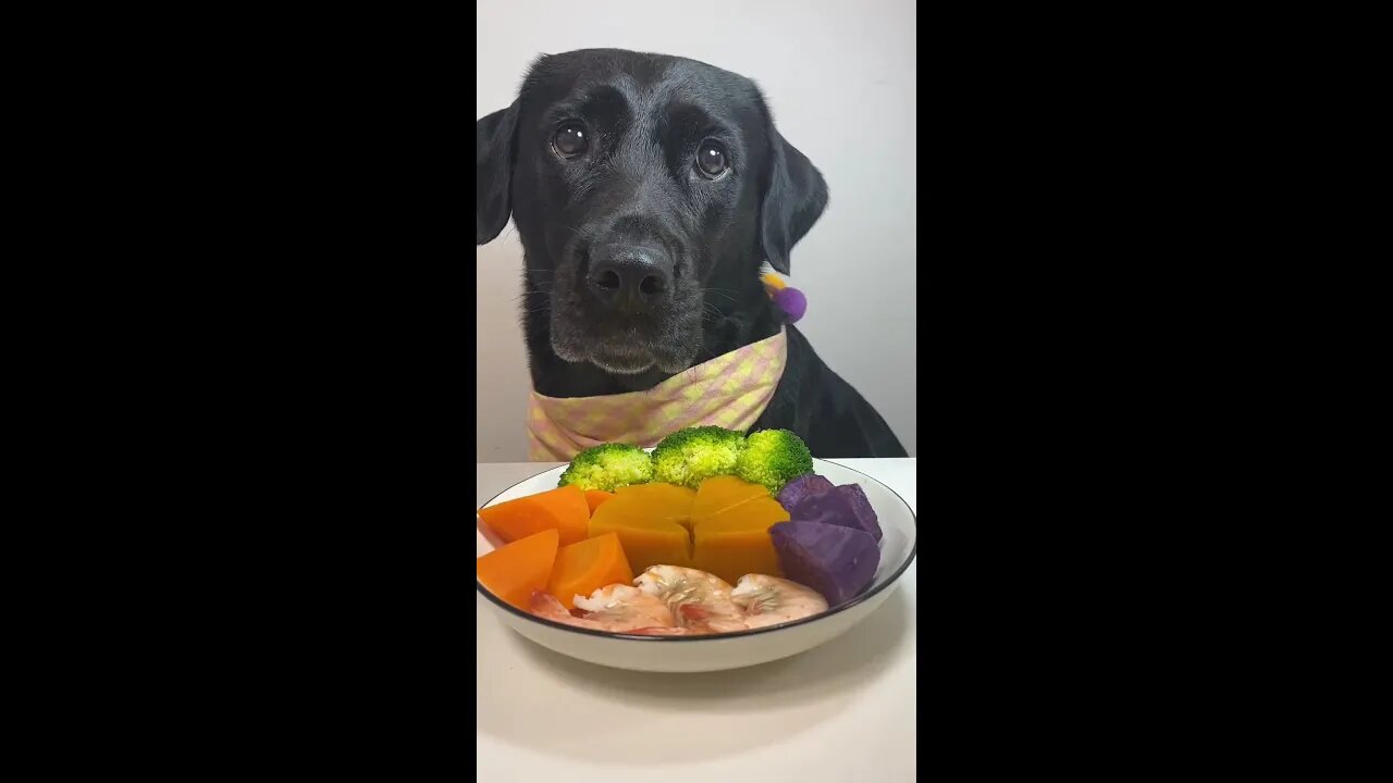 π A Colorful Feast Today with My Labrador! πΆπ