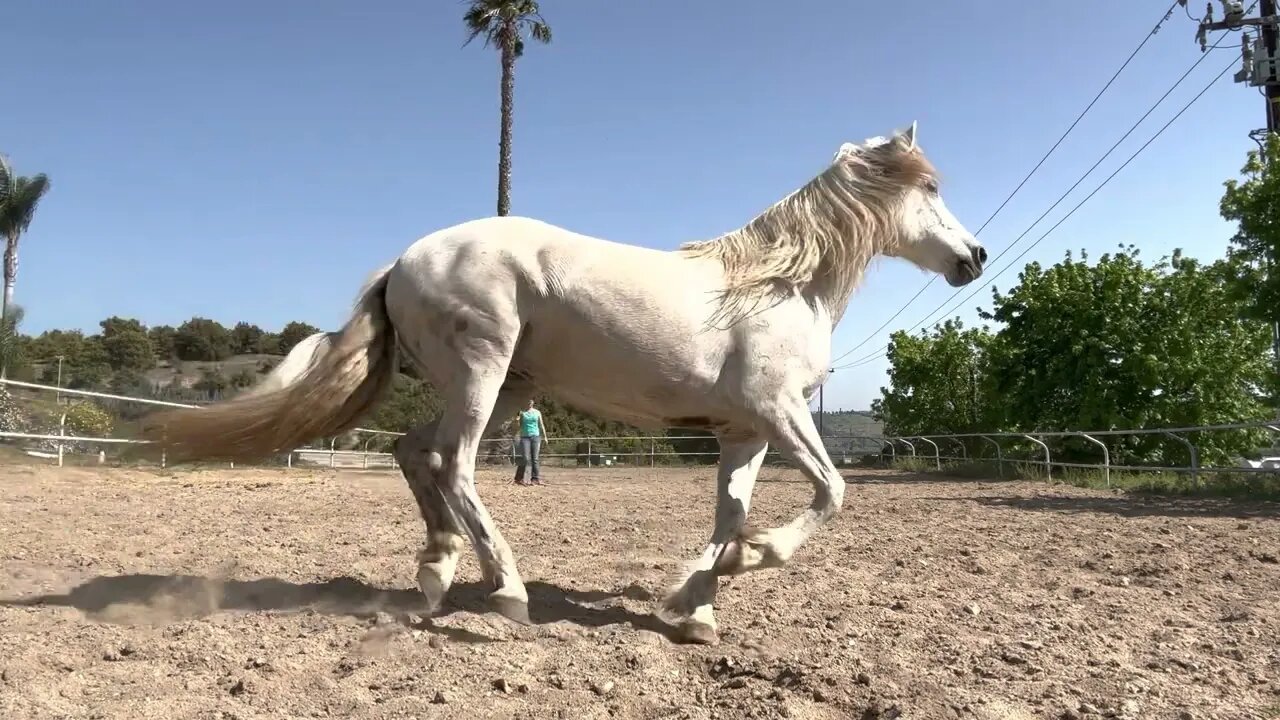 Something I enjoy n rarely do Training horses Watch to the end she comes to me n stays with me.