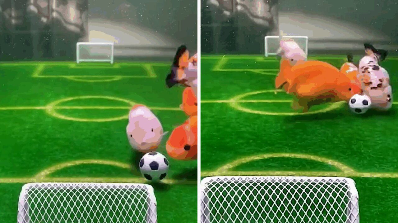 Incredible but true! Tough aquatic football match between fish