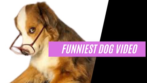 The Funniest Dog Video Ever {Must Watch}