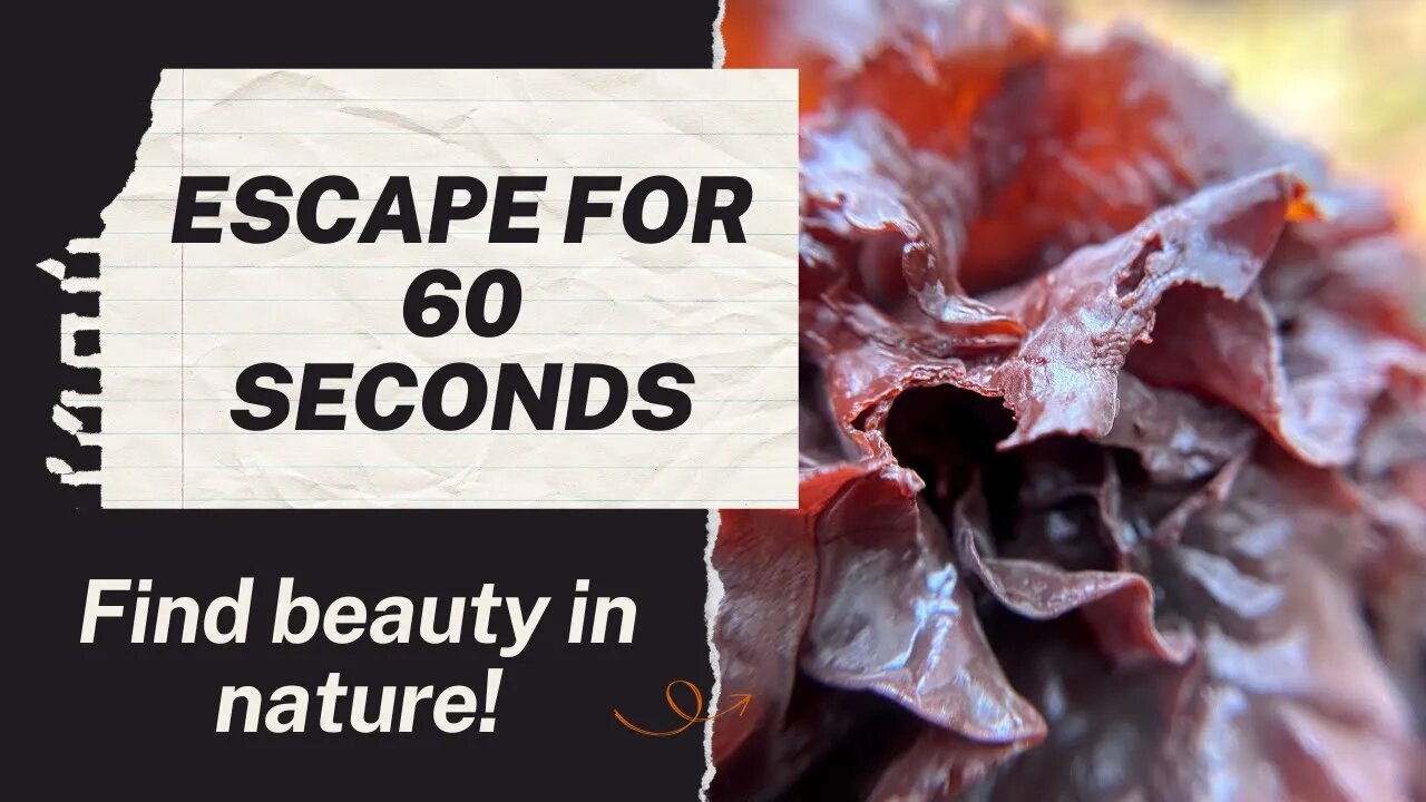 Escape to Nature for 60 seconds with Wildcraft Trading. Mushroom hunting & Change of Seasons