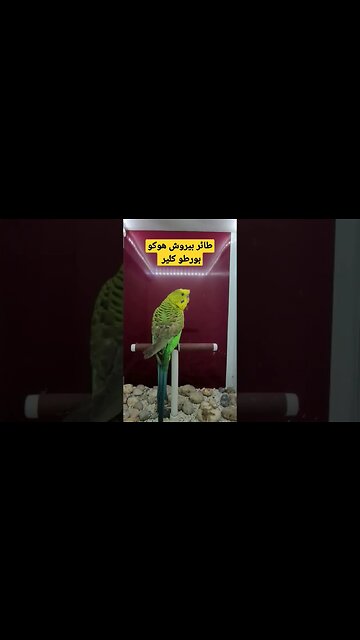 مسابقة أحسن طائر بيروش هوكو بورطو كلير