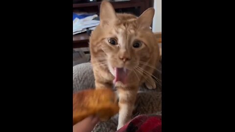 Interesting and funny cat reaction. Cats