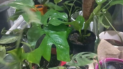 Feeding Indoor Plants so they Pop!