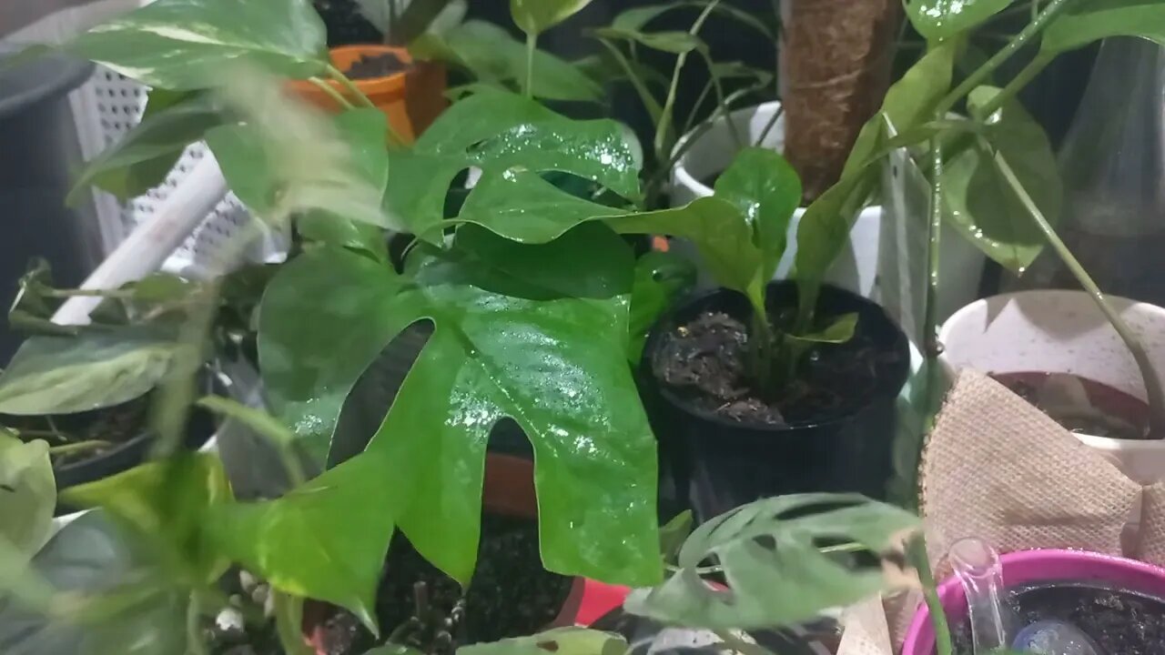 Feeding Indoor Plants so they Pop!